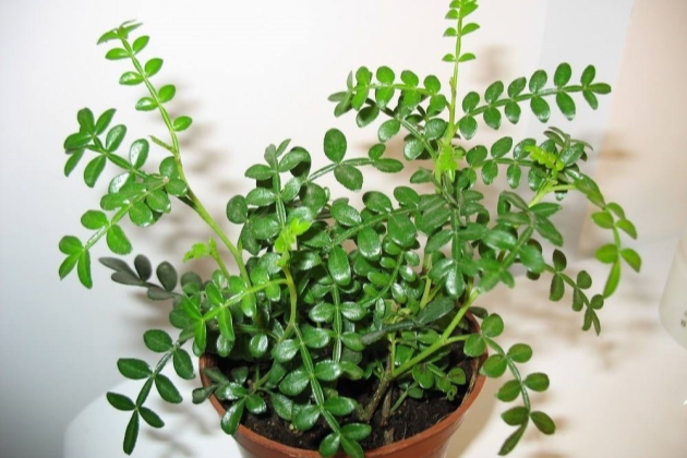 清香木叶子发黄掉叶怎么办,清香木掉叶子叶子上有油怎么回事