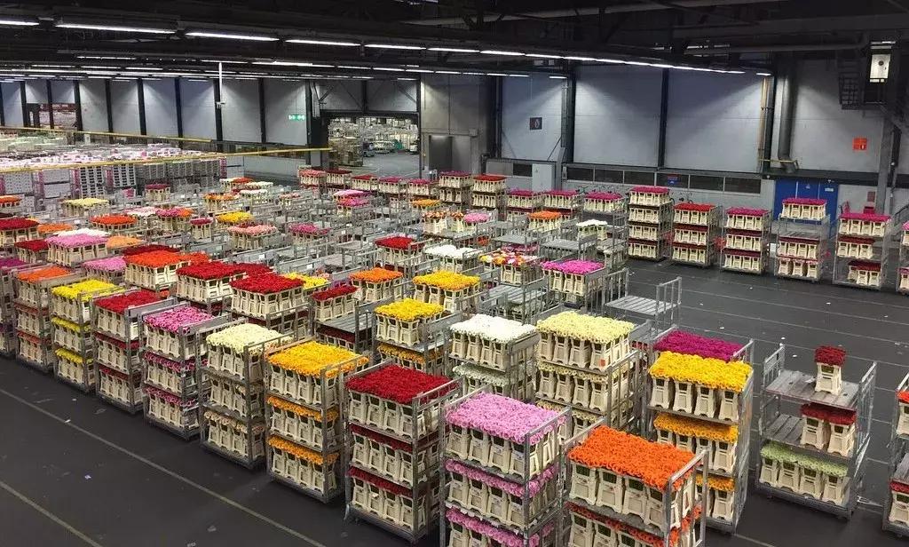 世界顶级鲜花市场,全国最大鲜花交易市场