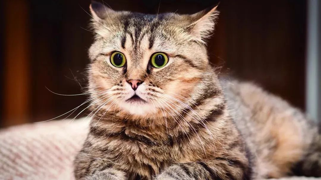 再生气也不要打人,再生气也别打猫咪五个部位