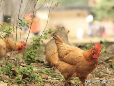 吃虫子的鸡和饲料鸡区别,吃虫子的鸡生出的蛋的蛋黄的颜色