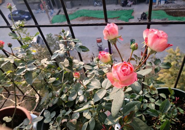 适合阳台种的浓香藤本月季,阳台藤本月季哪个品种好