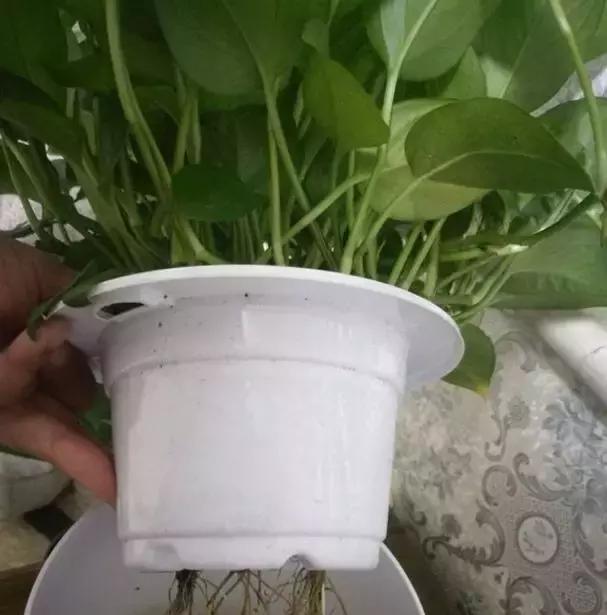 绿萝吊兰爱“吃土”,2年盆土“吃光光”,说啥也要换土!