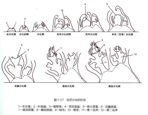高产的高架草莓无土栽培技术,有机草莓的大棚种植与管理技术