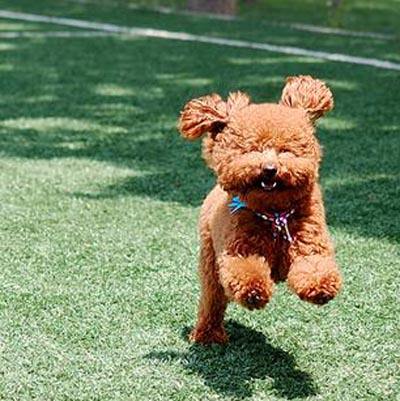 泰迪狗为什么特别黏人,泰迪犬怎么可以和它相处融洽