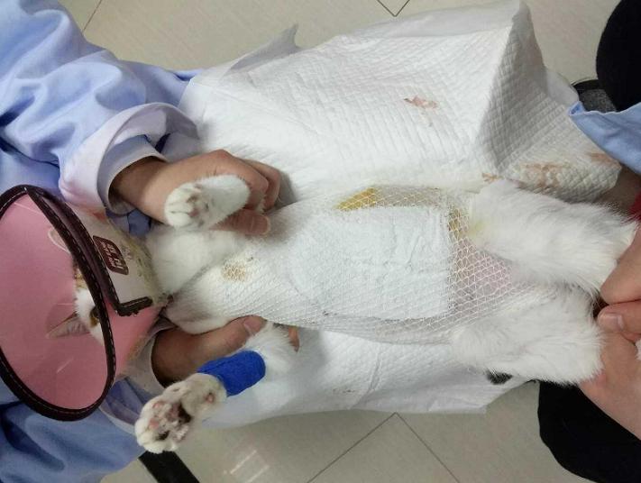 母猫难产小猫出生后怎么救,母猫难产的原因和处理方法