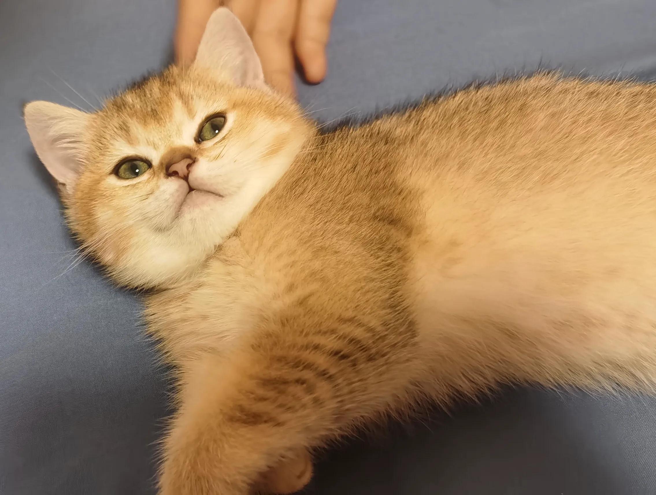 家里养小奶猫一定要穿袜子哦,三个月左右的小奶猫怎么养