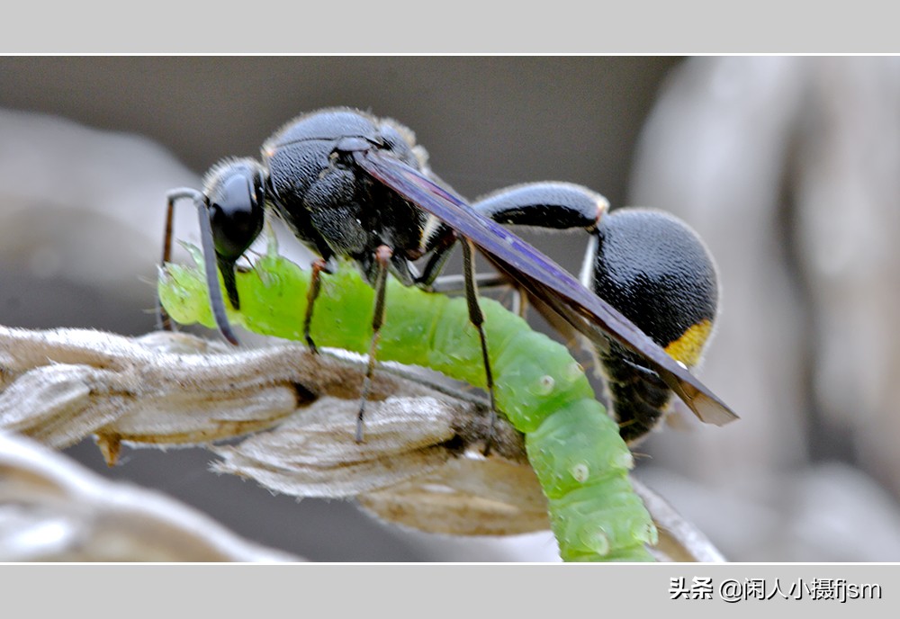 秋季如何防昆虫进屋,秋季防胡蜂知识