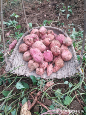 老村长电商,老村长农村电商