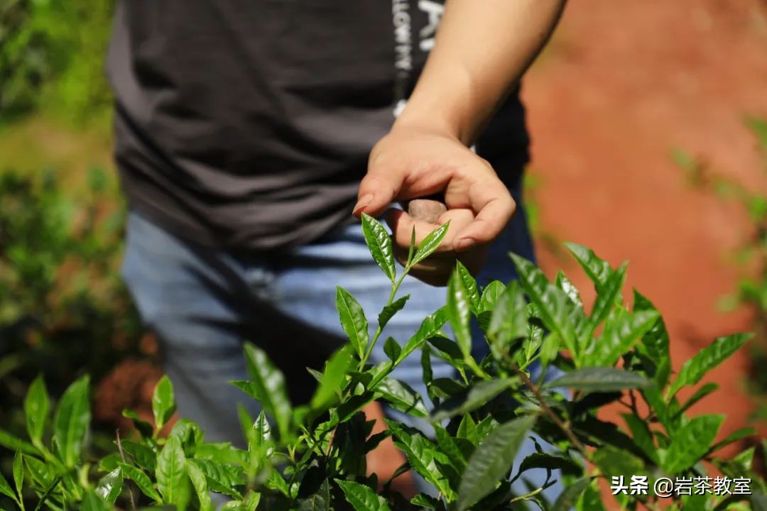 曦瓜鬼洞铁罗汉新老包装区别,曦瓜内鬼洞铁罗汉品鉴