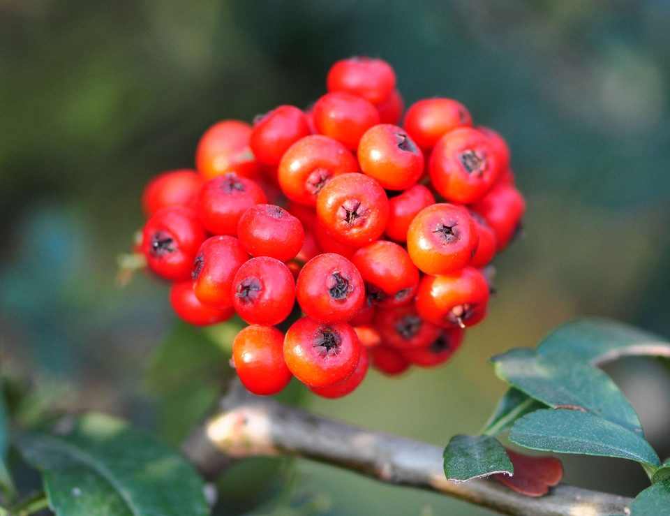 火棘花果图,火棘的观赏方法