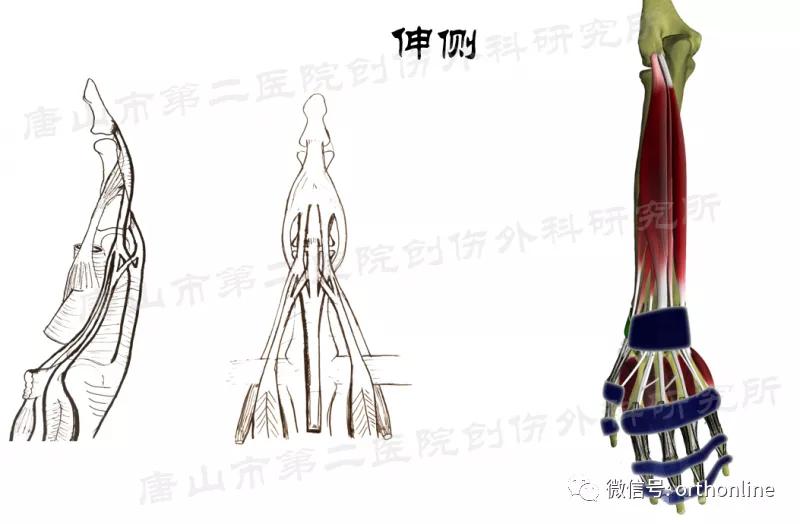 手部肌腱不完全断裂能完全复原吗,手部屈指肌腱损伤最难处理的部位