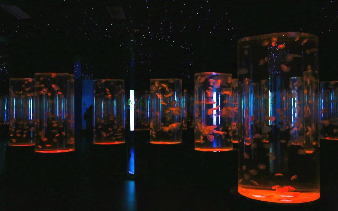 玩转第十八届长春农博会,2019长春冬季农博会票价