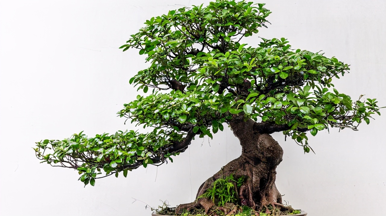 沙子可以代替火山岩养花,君子兰用火山岩好还是粗河沙好