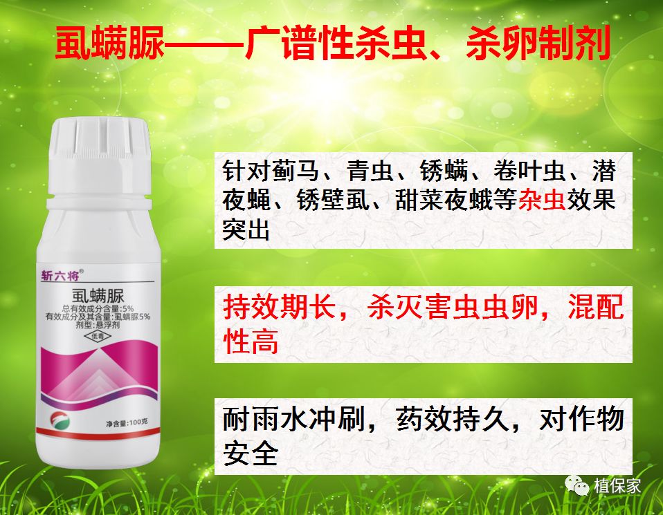 柑橘白色虫子怎么治疗,柑橘象鼻虫怎么彻底消灭