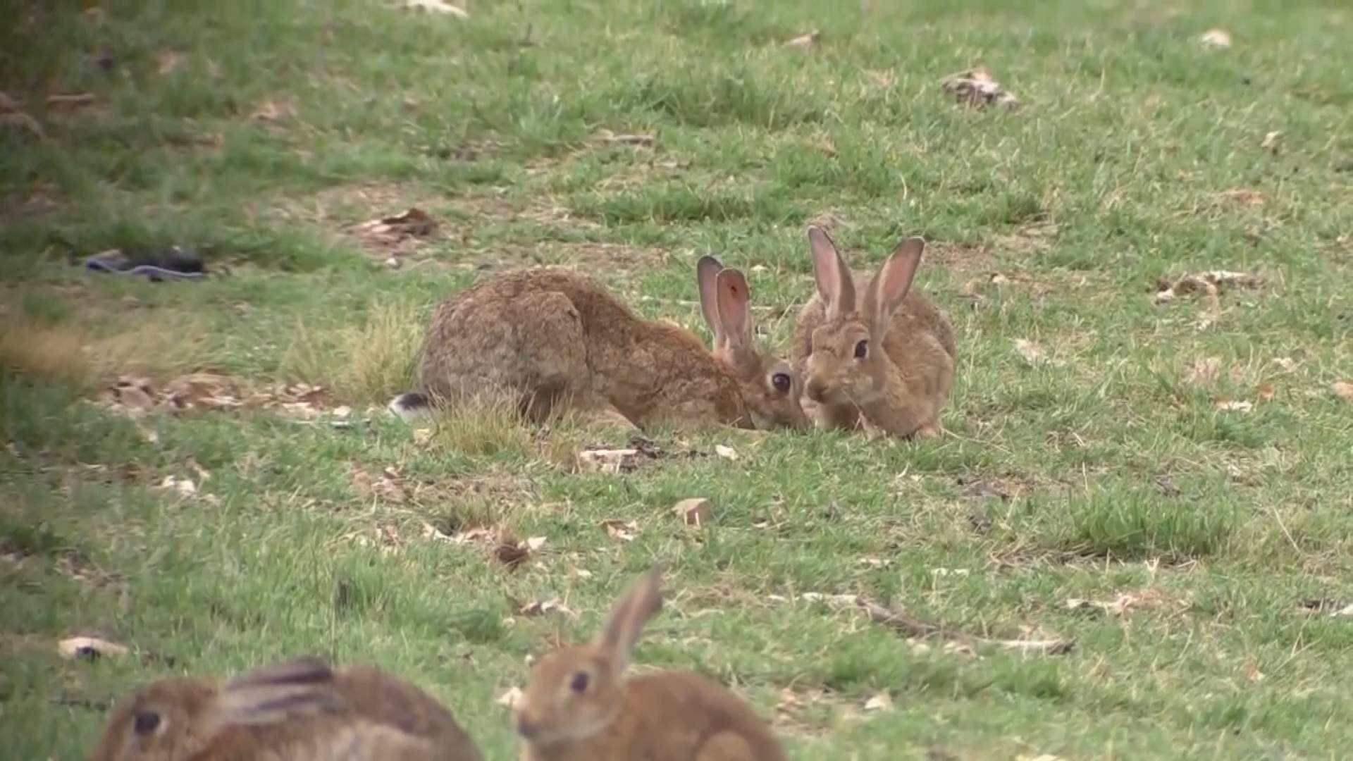 澳洲兔子的百年大战,澳洲人和兔子百年之争