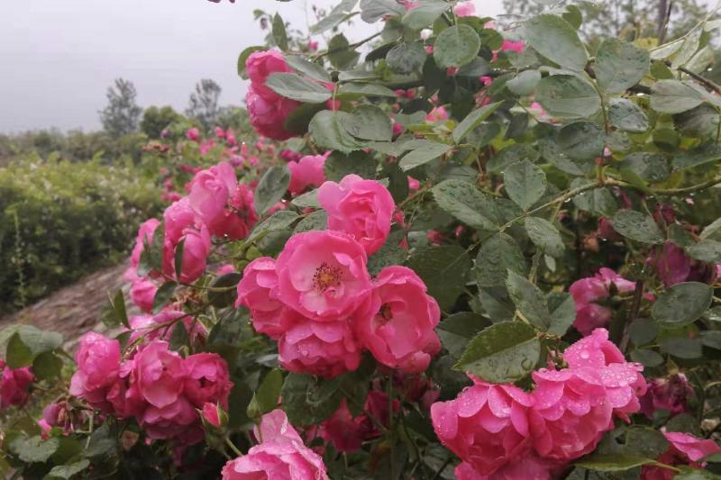 面对讨厌的人如何心理变强大,遇到讨厌的人又不得不面对