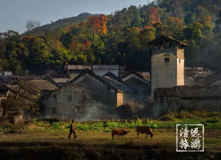 娓呰繙杩炲窞绾㈡灚,杩炲窞楂樺北绾㈡灚