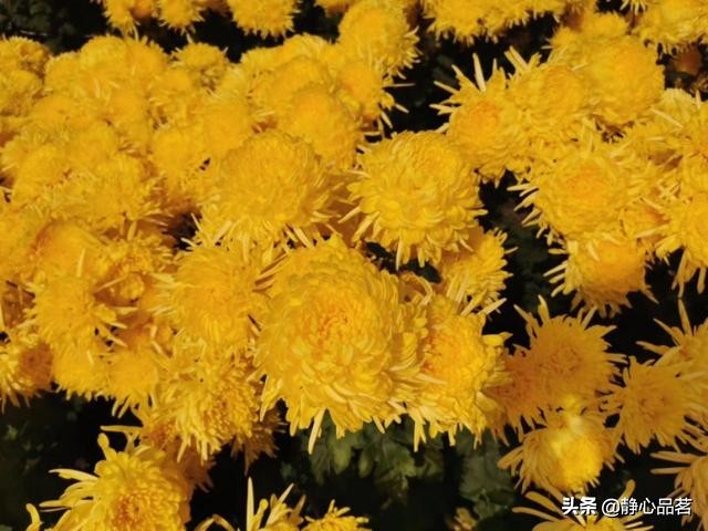 金丝皇菊清肝明目最佳选择,清肝明目去火的菊花品种有