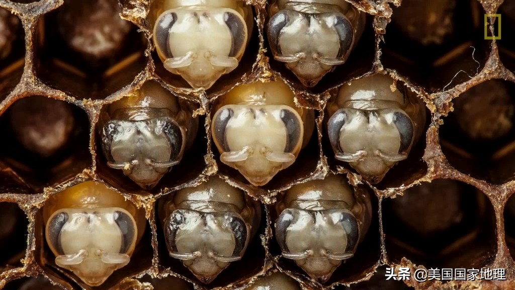 蜜蜂不为人知的小秘密,蜜蜂你不知道的秘密