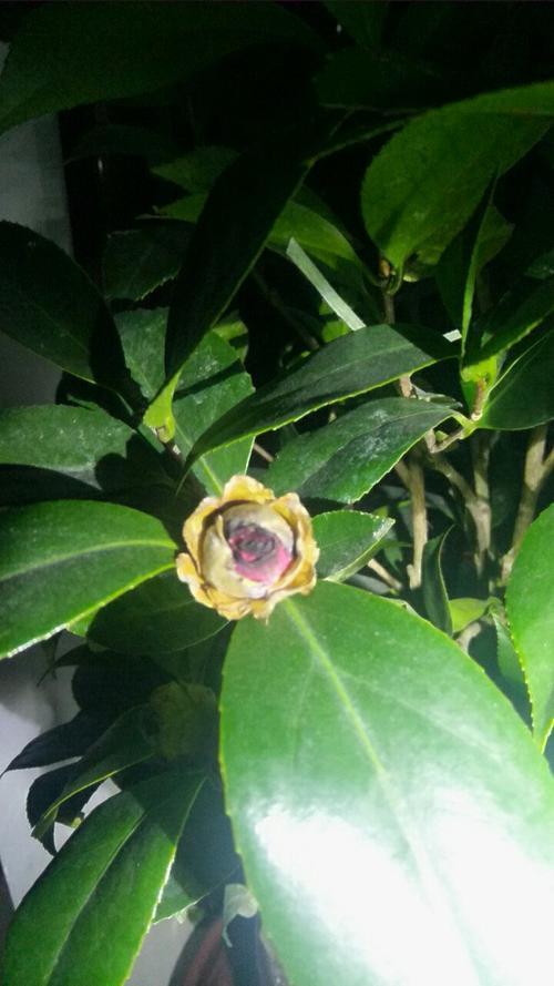 花蕾掉了怎么回事,茶花开花后掉光怎么回事