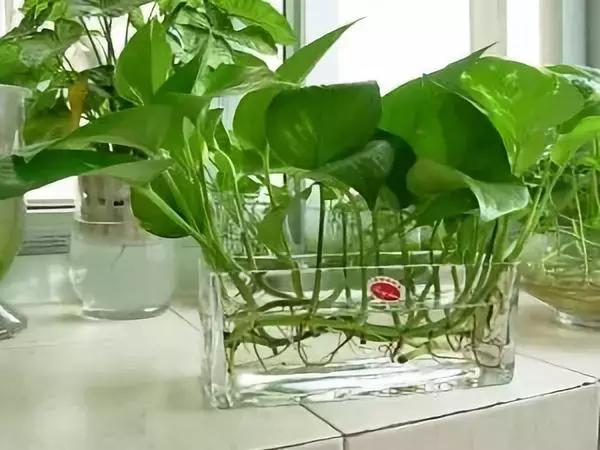 什么花吸甲醛油烟,能吸甲醛油烟的20种植物家家必养