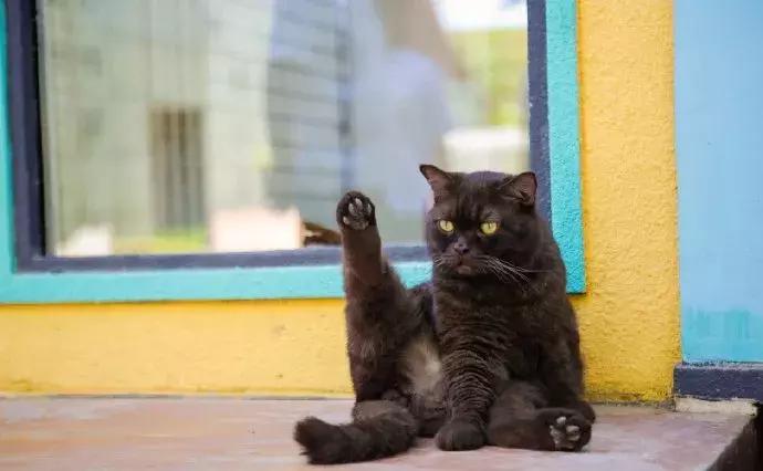 年纪大了老忘事语言表达也不利索,年龄大了忘事怎么办视频