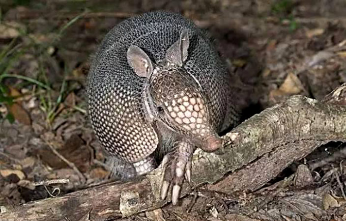 山海经是一本怎样的著作,千古奇书山海经解说