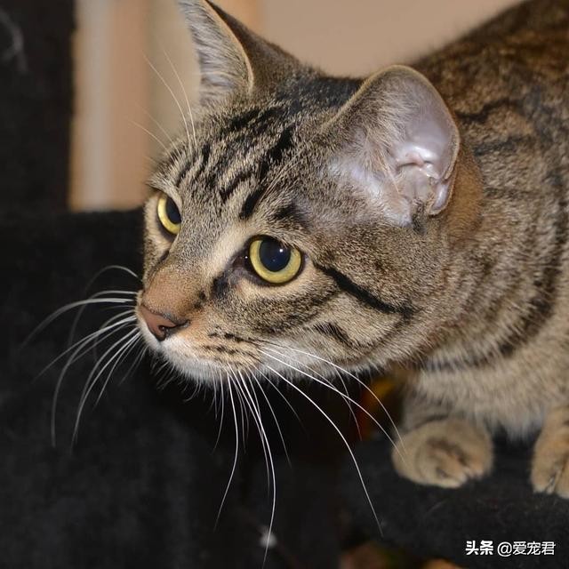 铲屎官怕仓鼠怎么办,铲屎官害怕猫呕吐
