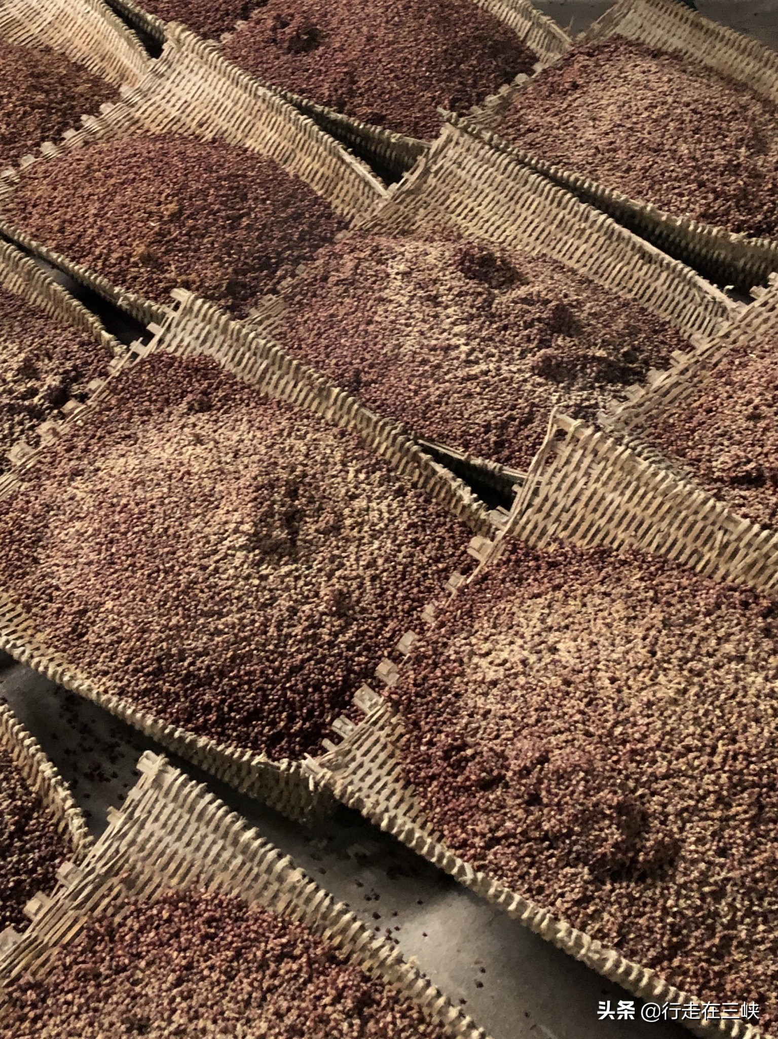 白酒酿出来就能喝吗,白酒刚酿出来就变浑是什么原因