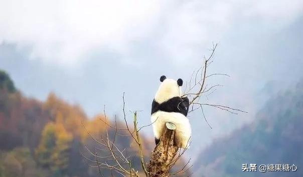 你们想要去四川看熊猫吗,来成都看熊猫一定要来熊猫谷