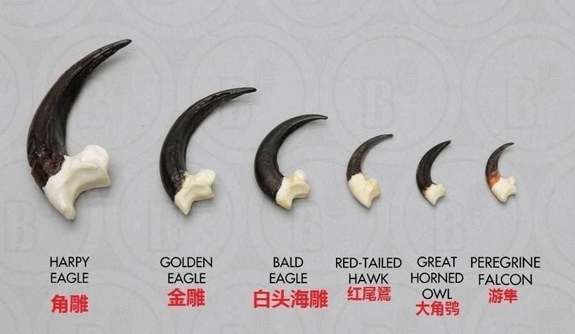 空中十大猛禽排行榜,世界前十猛禽排名图表