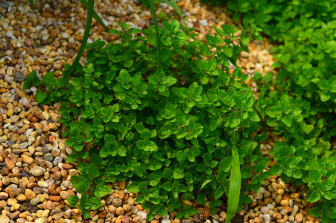 西餐常用的十三种香草介绍大全,西餐中常用的15种香料和香草
