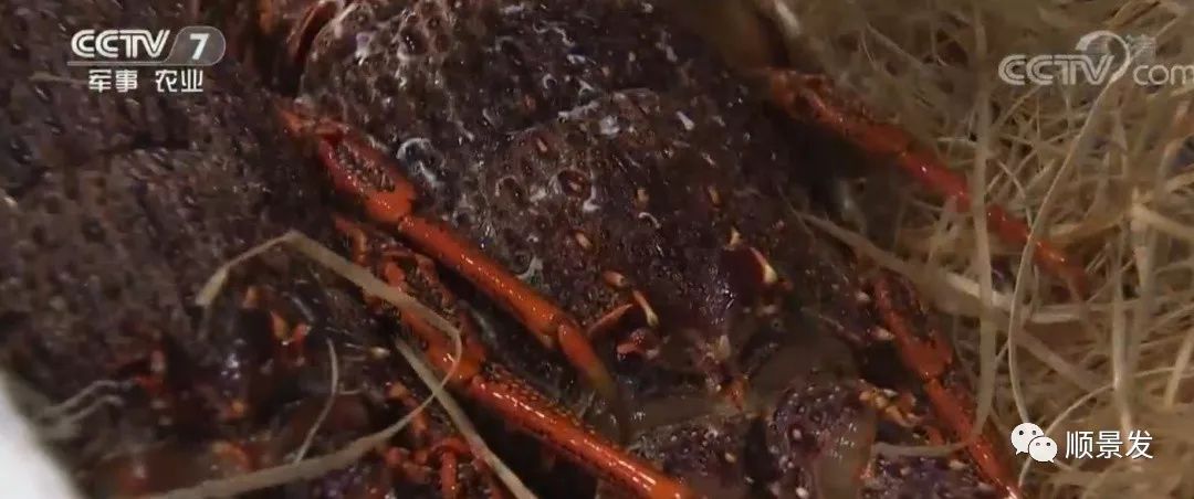 春节期间进口海鲜市场调查，最热销的是哪个？