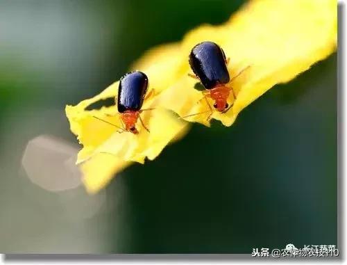 南瓜的病虫害防治办法,南瓜种植如何防虫害图片