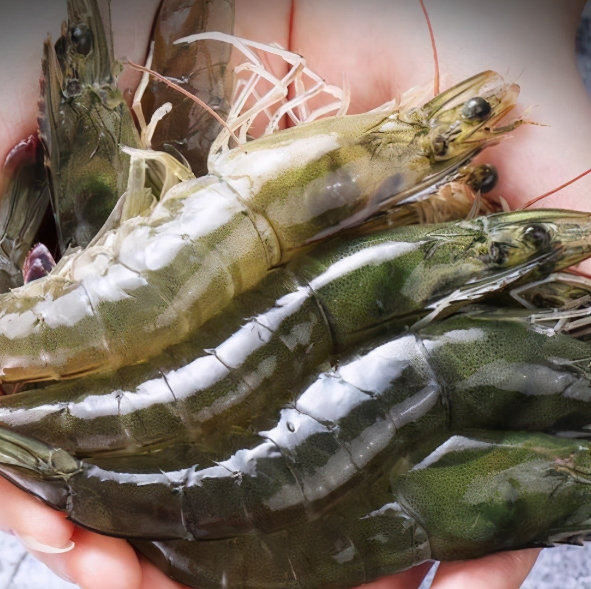 买大虾青的好还是红的好,怎么选大虾的正确方法和技巧