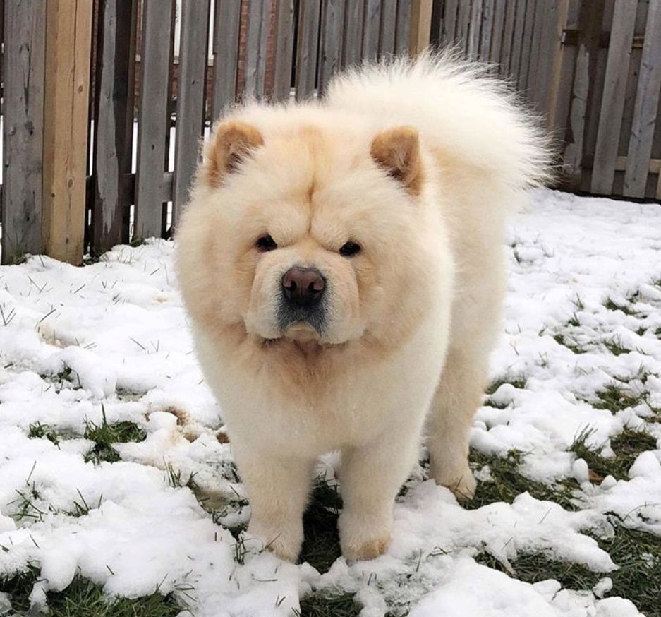 松狮是不是本土,松狮犬来源于中国哪里