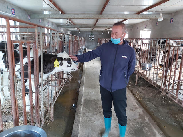 铁岭：从两头奶牛起家到建起百亩养殖基地，来看农民孔令权的致富经