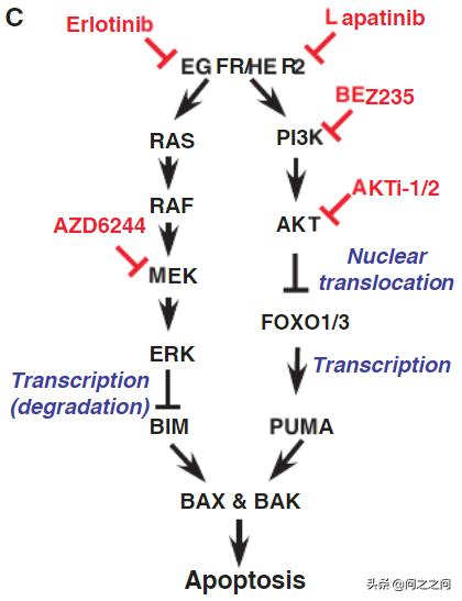 靶向AuroraB激酶增强BIM和PUMA介导的细胞凋亡克服EGFR*制剂抑**耐药