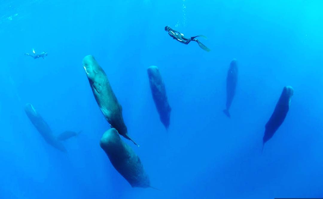 潜水员海底拍到怪异生物,潜水员潜入海底发现大量神秘石像