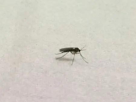蚊虫家里到处跑处理小技巧,天热蚊虫