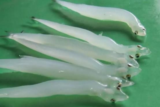 路亚鱼种类大全,长江鱼种类大全图片