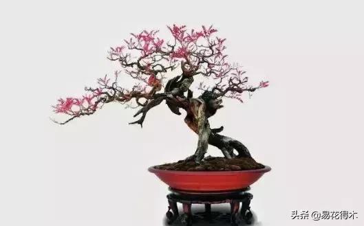 清香木黄叶掉叶可以施硫酸亚铁吗,清香木盆栽叶子枯萎了怎么解决