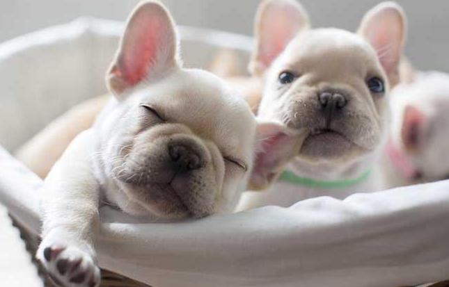 小型犬适合家养的不爱掉毛,十大适合家养的小型犬