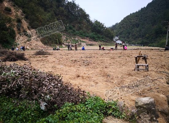 南苍术和北苍术的区别,南苍术价格