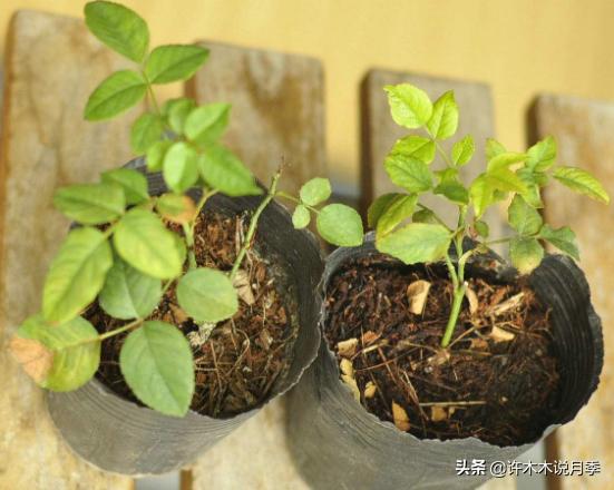 月季扦插发芽又枯萎是什么原因,月季扦插成活后移植的正确方法