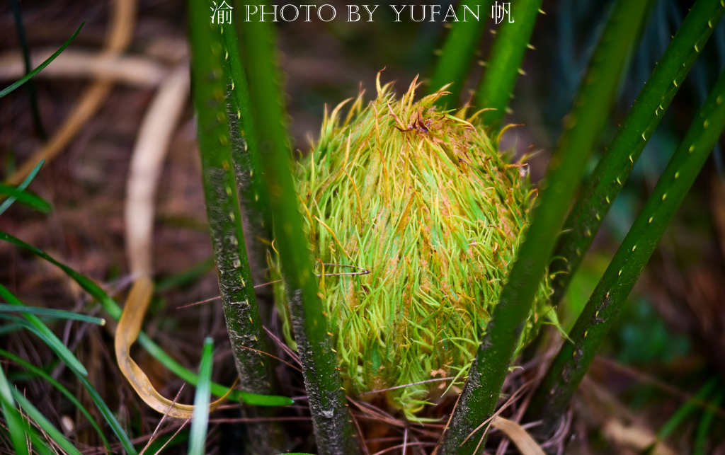 罕见万年铁树开花了,苏铁园千年铁树图片