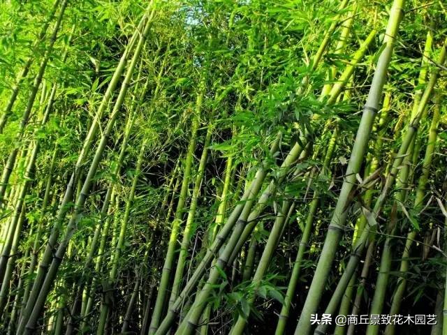 竹子大全,各种竹子大全