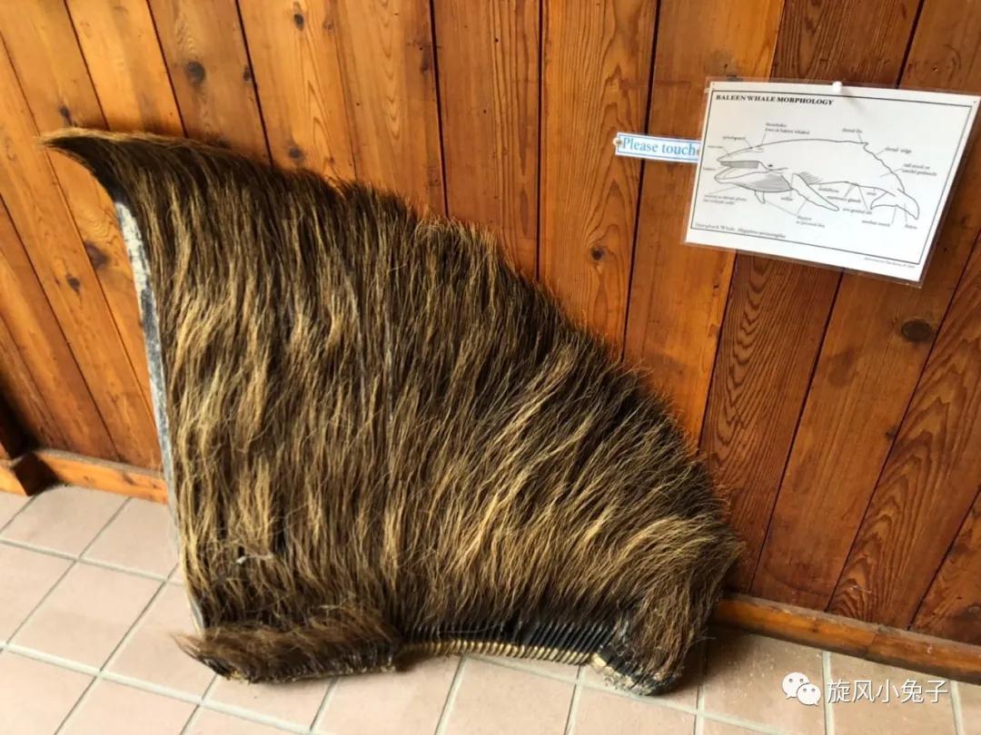 加州沿海1号公路自驾游散装系列（一）：阳光北加的金山依旧