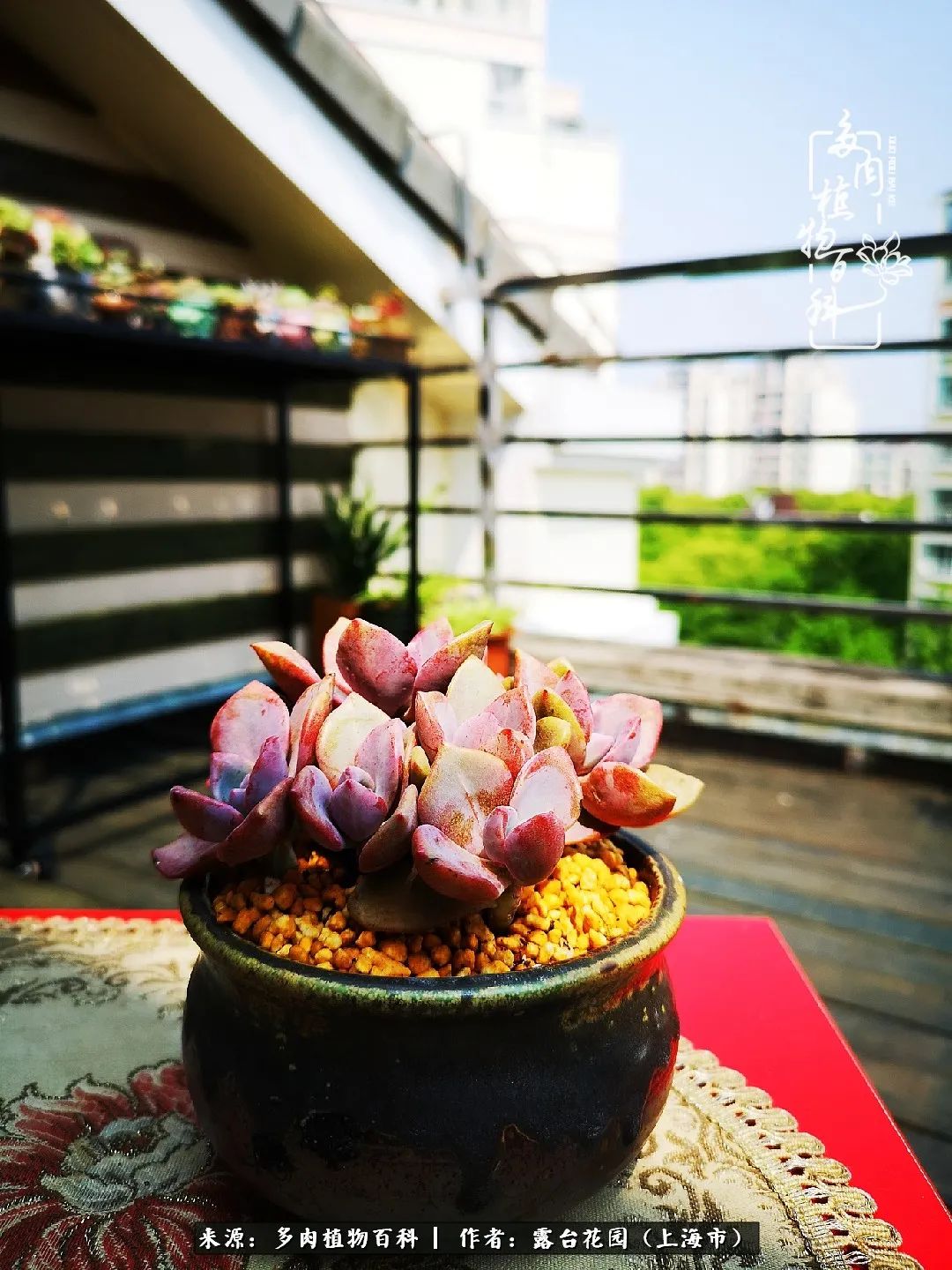 这6种多肉又粉又可爱萌翻少女心,粉粉萌萌的多肉有哪些