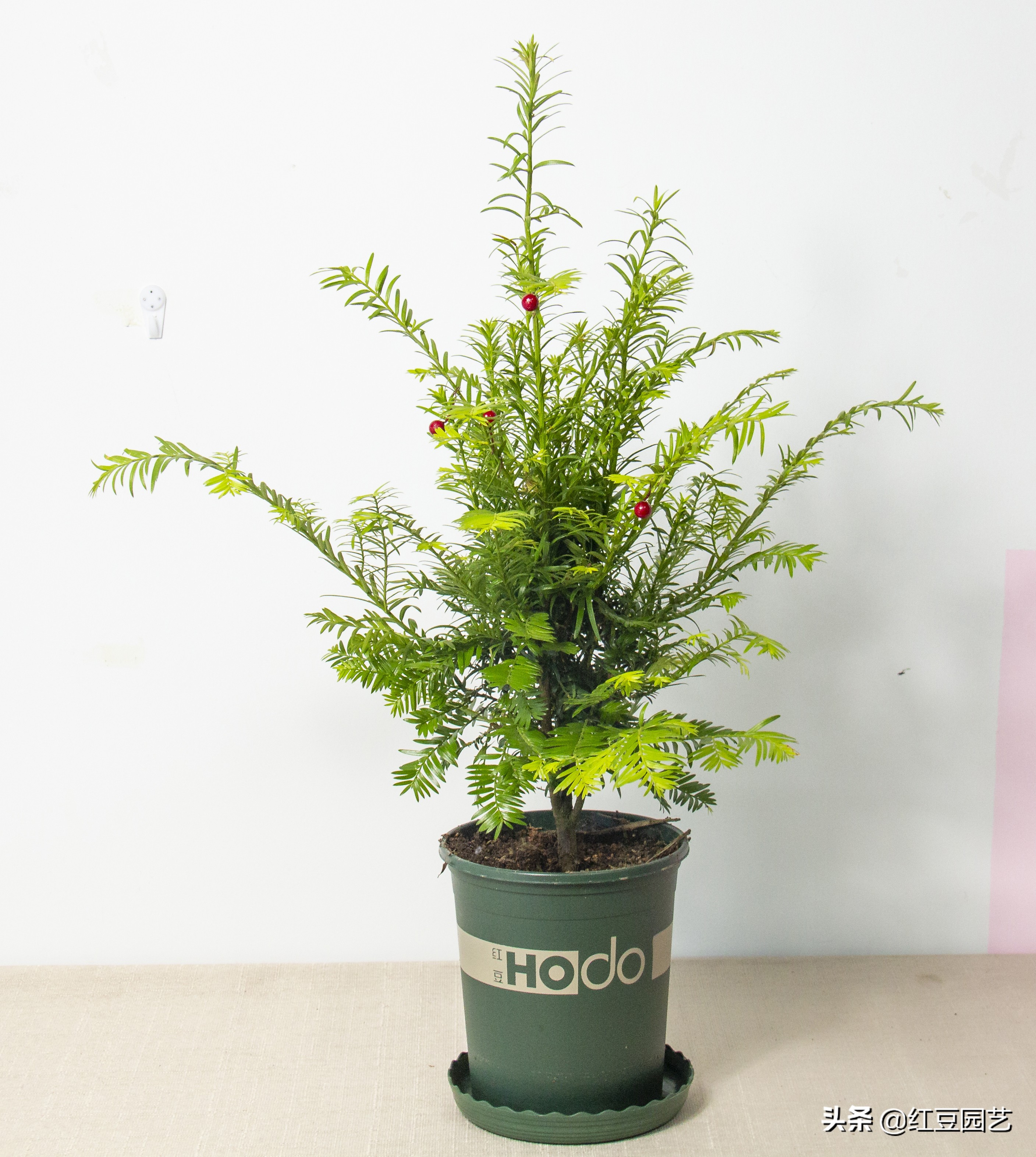 红豆杉到底有多神奇,红豆杉树是珍贵药材吗